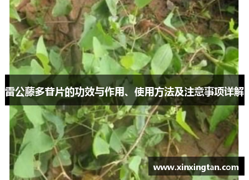 雷公藤多苷片的功效与作用、使用方法及注意事项详解