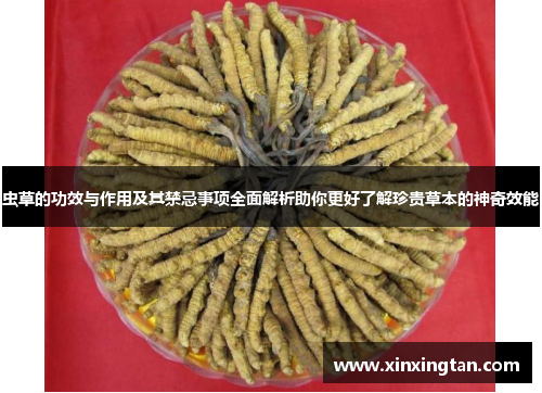 虫草的功效与作用及其禁忌事项全面解析助你更好了解珍贵草本的神奇效能